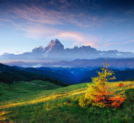 wildflowers in the mountains at sunset. Carpathians. Ukraine, Eu