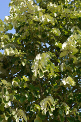 Silver lime leaves