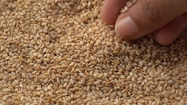 Macro video of sesame seeds. Bunch of sesame seeds placed on rotating disk.