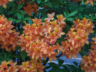 Im Garten blühende Azaleen in orange