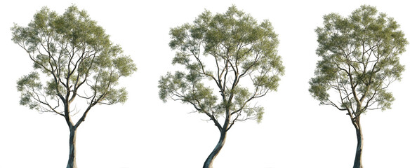 Eucalyptus amygdalina (black peppermint) flowering tree frontal set trees isolated png in sunny daylight on a transparent background premium cutout © Roman