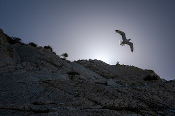 Gabbiano tra le rocce