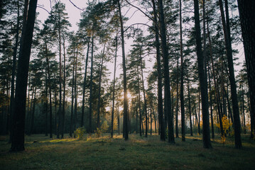 Fototapeta premium sunset in the forest