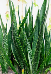 Obraz premium Selective focus of Sansevieria Fasciata houseplant.