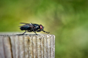 Schmeißfliege ( Pollenia sp. ).