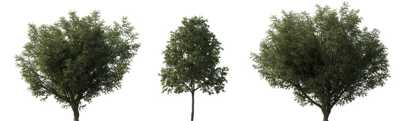 Fototapeta premium Fagus longipetiolata beech tree frontal set of street isolated png on a transparent background premium cutout (Fagaceae) cloudy light