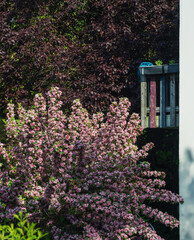 Blühende große Sträucher im Mai, Garten, Haus Zaun