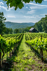 Fototapeta na wymiar Serenity Defined: A Peaceful Day in the Scenic West Virginia Vineyards