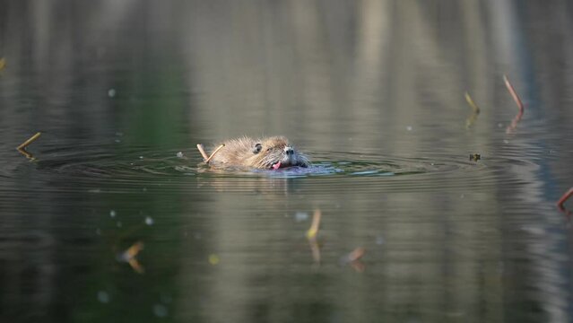 A nutria in a calm lake