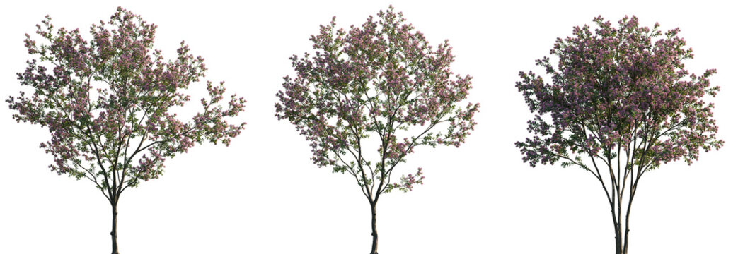 Lagerstroemia micrantha pink blossoming frontal set street summer trees and bush isolated png on a transparent background premium cutout (crape myrtle, crepe myrtle)