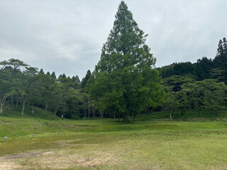 巨大な木のあるキャンプ場