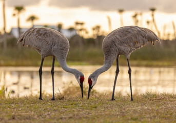 Naklejka premium Sandhill cranes in south Florida