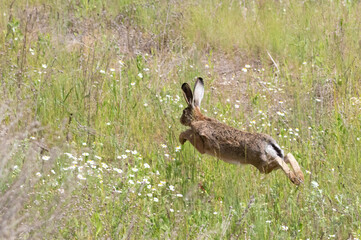 European hare, Lepus europaeus. A hare runs through an overgrown meadow