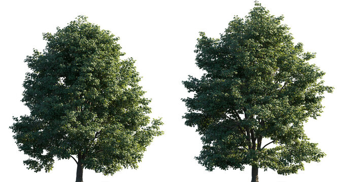 Tilia tomentosa tree frontal set of big street isolated png on a transparent background premium cutout (silver linden, european white lime, white lime )