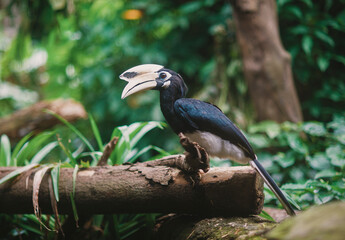 black and yellow billed hornbill