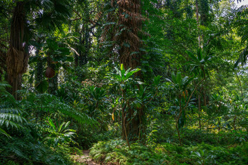 Rainforest in Kandy, Sri Lanka