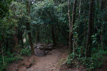 Rainforest in Kandy, Sri Lanka
