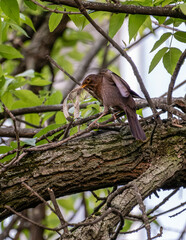 A bird carrying reeds for its nest