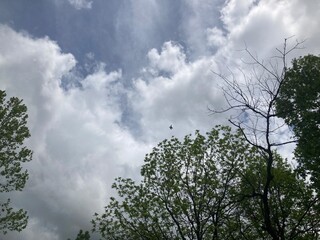 clouds and trees with fighter jet in the sky