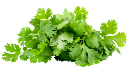 fresh coriander leaves isolated on transparent background