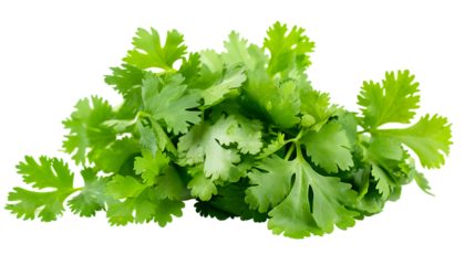fresh coriander leaves isolated on transparent background