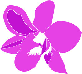 purple orchid flower