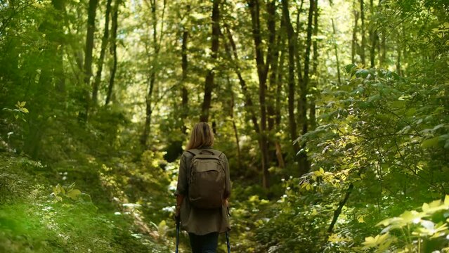 Tourist hiker engages in activity in forest with walking stick