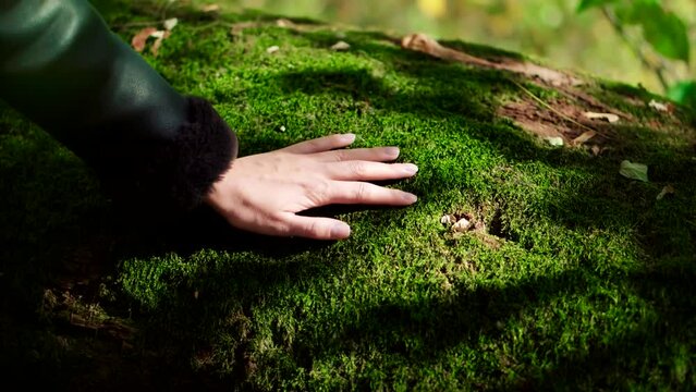 Woman's hand rests on green moss in pine forest during autumn fall