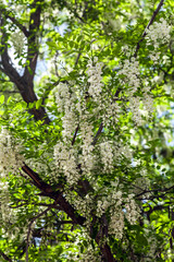 Blooming acacia tree in spring in nature