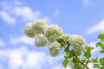 Blooming spring flowers. Large beautiful white balls of blooming Viburnum opulus Roseum (Boule de...