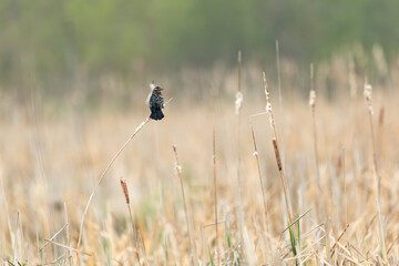 Side view of an adult female red-winged blackbird seen balancing on reed in the Léon-Provancher marsh during a spring morning, Neuville, Quebec, Canada