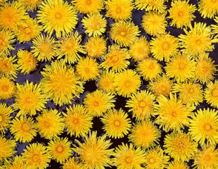 Dandelions heads in water. Floral background in top view.
