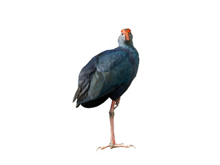 purple swamphen isolated on white background