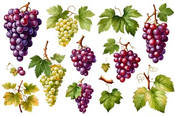 Set of fresh grapes fruits with leaves, botanical watercolor illustration isolated on a white background 