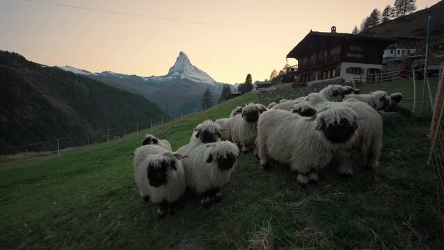 Sunset sky over Matterhorn mountain and flock of Valais blacknose sheep on hill at Switzerland