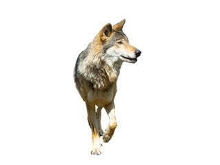 Running wolf isolated on white background