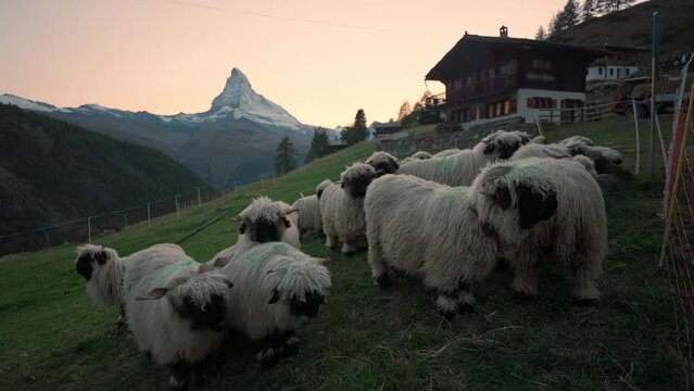 Sunset sky over Matterhorn mountain and flock of Valais blacknose sheep on hill at Switzerland