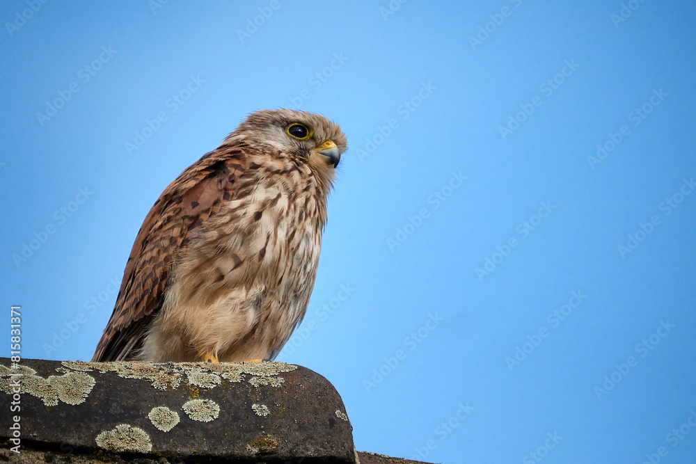 Poster turmfalke ( falco tinnunculus ).