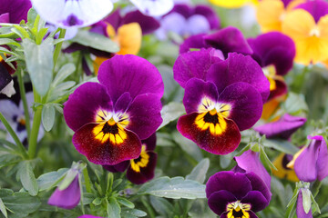 purple and yellow pansy, pansy flowers  