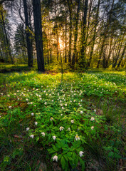 Forest with spring flowers