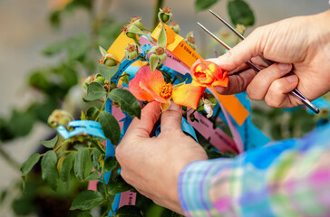 Close up of women hands working in a flower greenhouse pollinating roses to create a new variety.
