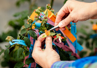 Close up of women hands working in a flower greenhouse pollinating roses to create a new variety.