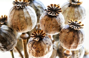Obraz premium opium poppy Papaver somniferum seed heads