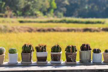 Cactus and succulent plants in pots on a wooden table with a blurred background of a rice field.