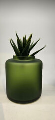 Beautiful decoration Plant in small pot. Green plant in small pot placed as room decorations and interior decor