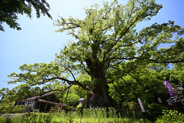 蒲生八幡神社のクスノキ