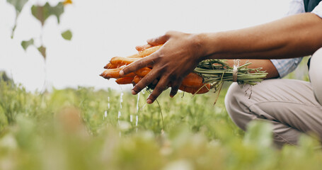 Washing, hands and carrots for agriculture on farm, gardening and vegetables growth for nutrition....