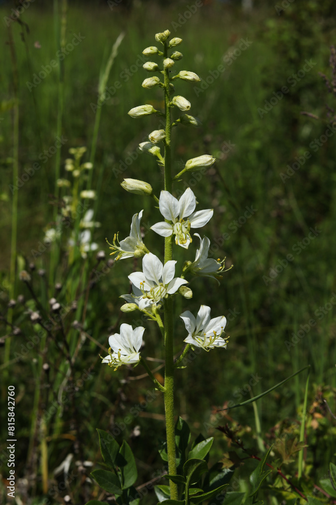 Wall mural close-up of a white dictamnus albus flower on a meadow