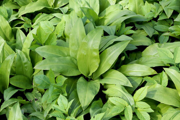 Wild garlic has been credited with many medicinal qualities and is a popular homeopathic ingredient.