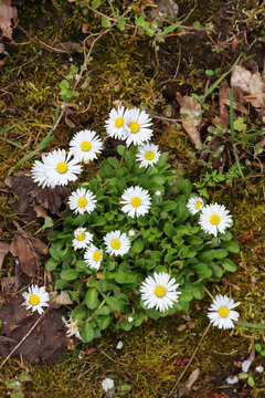 Bunch of blooming daisies